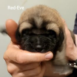 Eve - Wolfgray female Spanish Mastiff puppy in Prosperity, Pennsylvania from Prosperity Guardians