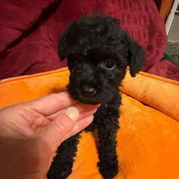 Calamari - Black female Schnoodle puppy in Colorado Springs, Colorado from Spice Mountain Puppies