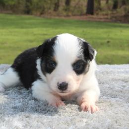 Tulip - Black tri female Toy Australian Shepherd puppy in Bauxite, Arkansas from J and B Mini Aussies