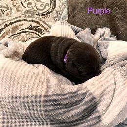 Girl 2 - Labrador Retriever puppy in Charleston, Maine from Puddledock Pups