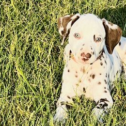 Rollo - White and liver brown Dalmatian puppy in Mt. Vernon, Texas from Double B