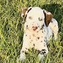 Rollo - White and liver brown Dalmatian puppy in Mt. Vernon, Texas from Double B