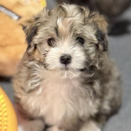 Havanese Puppies from Kuba Havaluv