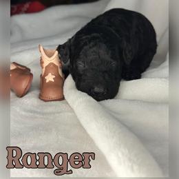 Ranger - Black male Poodle puppy in Dayton, Texas from Wolfe Island Poodles