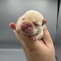 Lupin - Cream male French Bulldog puppy in Largo, Florida from Infinity Frenchies