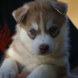 Siberian Huskies from Eskridge Kennel