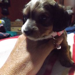Dachshund Puppies from Molly Dolly's Miniature Dachshunds