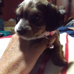 Dachshund Puppies from Molly Dolly's Miniature Dachshunds
