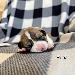 Reba - Sable female Pembroke Welsh Corgi puppy in Waverly, Iowa from A Hurd of Corgis