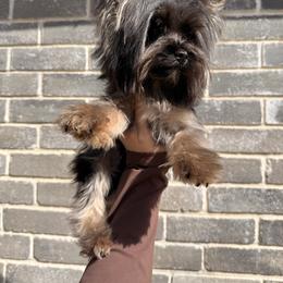 Cooper - Black and tan male Yorkshire Terrier puppy in Houston, Texas from York-Chi House