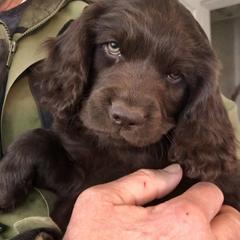 Boykin Spaniel Puppies from Bayhill Boykins