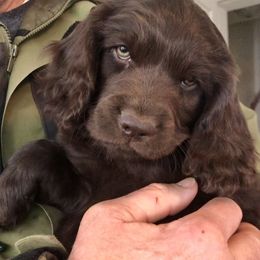 Boykin Spaniel Puppies from Bayhill Boykins