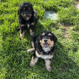 Bernedoodle and Poodle Puppies from Doggy Darlins
