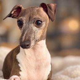 Ellie - Sable female Italian Greyhound puppy in Lakeland, Florida from Elite Doxies Florida