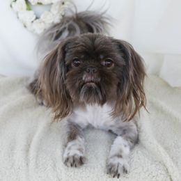 Bindi - Shih Tzu