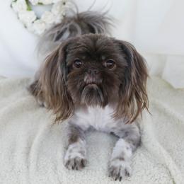 Bindi - Shih Tzu
