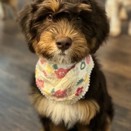 Mocha - Goldendoodle