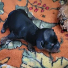 Girl 2 - Black and tan female Cavapoo puppy in Auburn, California from Gold Country Doodles