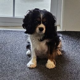 Assorted Doodle Crosses, Cavapoos, and Goldendoodles from Debbie's Puppies