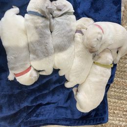 Labrador Retriever Puppies from Hickory Creek Labs