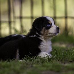Maserati - Black tri male Miniature American Shepherd puppy in Franklinville, North Carolina from Fine Hill Miniature Americans