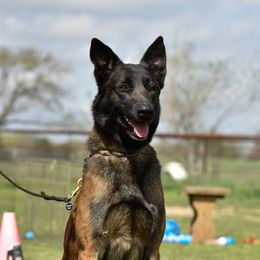 Courtois - Belgian Malinois