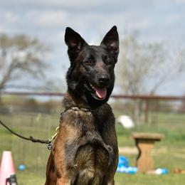 Courtois - Belgian Malinois
