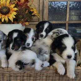 Australian Shepherd Puppies from Brody Aussies
