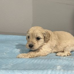 Cockapoo and Pomeranian Puppies from Luna Kennel
