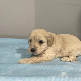 Cockapoo and Pomeranian Puppies from Luna Kennel