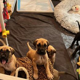 Great Dane Puppies from Wil-Joi Great Danes