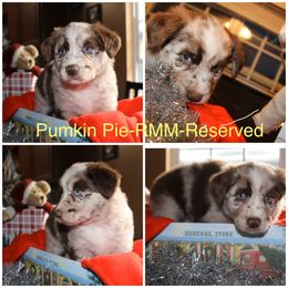 Australian Shepherd Puppies from Not Of This World Australian Shepherds