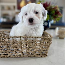 Black Collar - Grey and white male Bernedoodle puppy in Indiahoma, Oklahoma from Farm Fresh Doodles