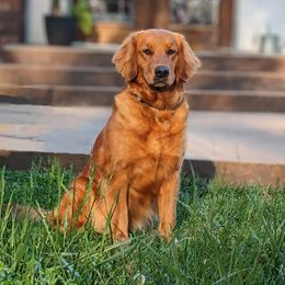 Zarah Rose - Golden Retriever