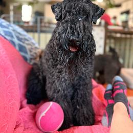 Fraiser - Kerry Blue Terrier