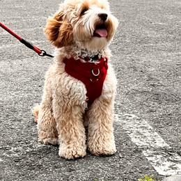 Oatey - Australian Labradoodle