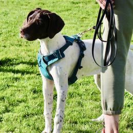 Schuyler AKC "S.T.A.R PUPPY" - German Shorthaired Pointer