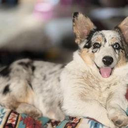 Millie - American Corgi