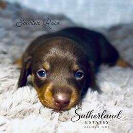 Scarlett Rose - Chocolate and tan female Dachshund puppy in Sutherland, Virginia from Sutherland Estates Dachshunds