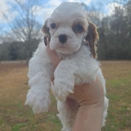 Gabby - Red and white female Cocker Spaniel puppy in Florence, South Carolina from Reddick's American Cocker Spaniels