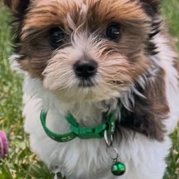Yorkshire Terriers from Tiny Tailz