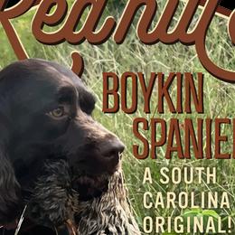 Boykin Spaniels from Redhill Boykin Spaniels, LLC