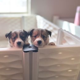 Collie and Companion Cross Puppies from Oasis Companion Canines