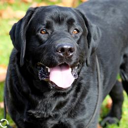Labrador Retriever puppies from R&M Labrador Retriever Puppies