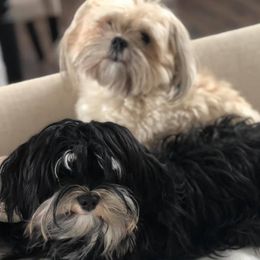 Havanese from Shenandoah Havanese