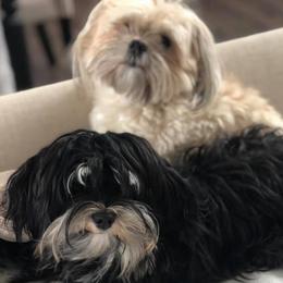 Havanese from Shenandoah Havanese