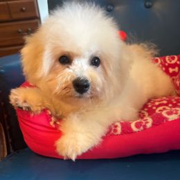 Mellow Yellow - White male Bichon Frise puppy in Chatham, Illinois from Whitecreek