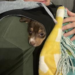 Valentino - Chocolate and white male Teddy Roosevelt Terrier puppy in Troy, Ohio from Wiggle Wags Miniature American Shepherds