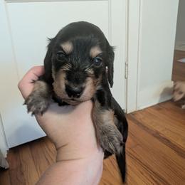 Girl 2 - Black and cream female Dachshund puppy in Wortham, Texas from Amber's Mini Weenies