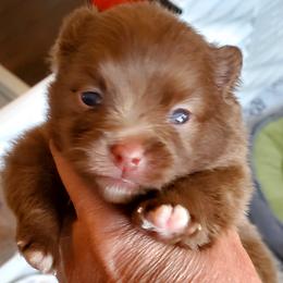Buddy - Chocolate sable male Pomeranian puppy in Forsyth, Illinois from Amazing Grace Pomeranians